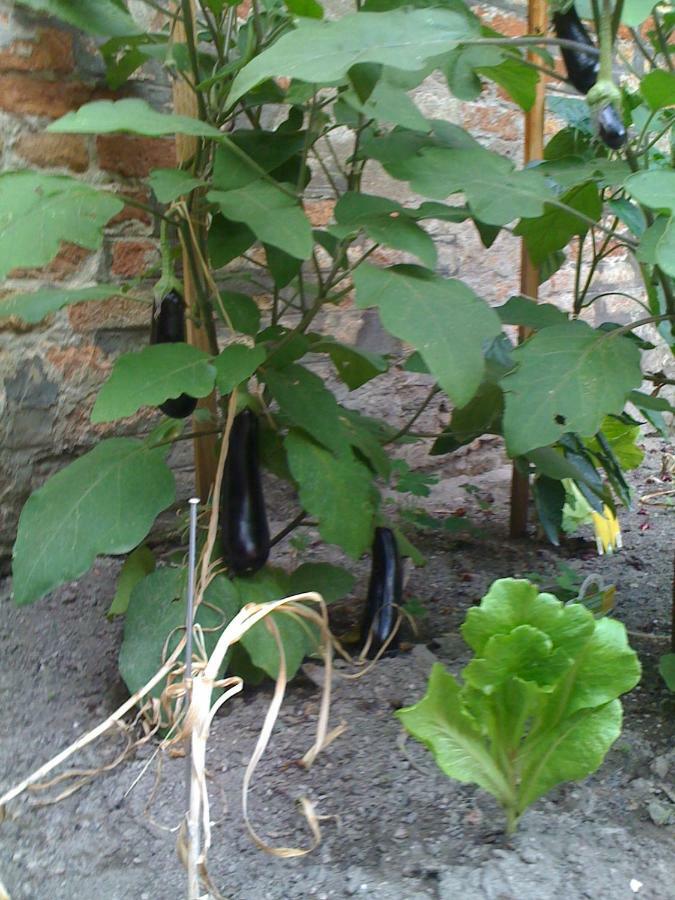 Ca' Ermina & Garden Apartment Venice Luaran gambar